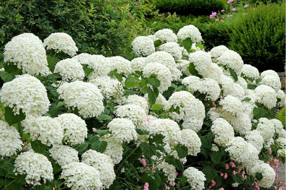 Hortensia 'Annabelle'